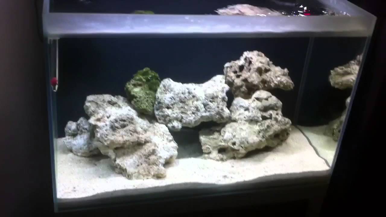 Fluval Reef Build k1 media & Pure reef Balance 4 YouTube