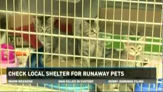 2014 07 05 Young Williams Animal Center WBIR Check Shelters for Lost Pets