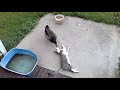 Cats vs wild animals a compilation