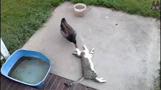 Cats vs Wild Animals! (A Compilation)