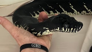 Breeding Tropical Snakes 2, Points I bet you didn’t know! by New England Reptile 10,333 views 2 months ago 15 minutes