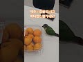 #birds #cute #parrot #conure #pets #반려동물 #반려조 #앵무새 #앵무새브이로그 #제주도 #감귤 #귤 #비타민c
