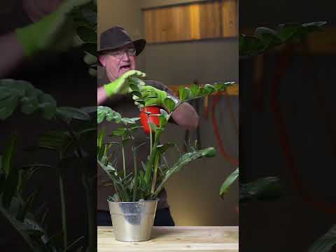 Video: Pentas-Blume: Pflanzen, Pflege, Anbau und Vermehrung, Foto