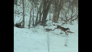 Bobcat vs. Buck