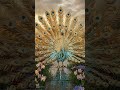💛 + 🦚 = Golden Peacock in Rare Flower Garden #asmr #garden #shorts #goldenretriever