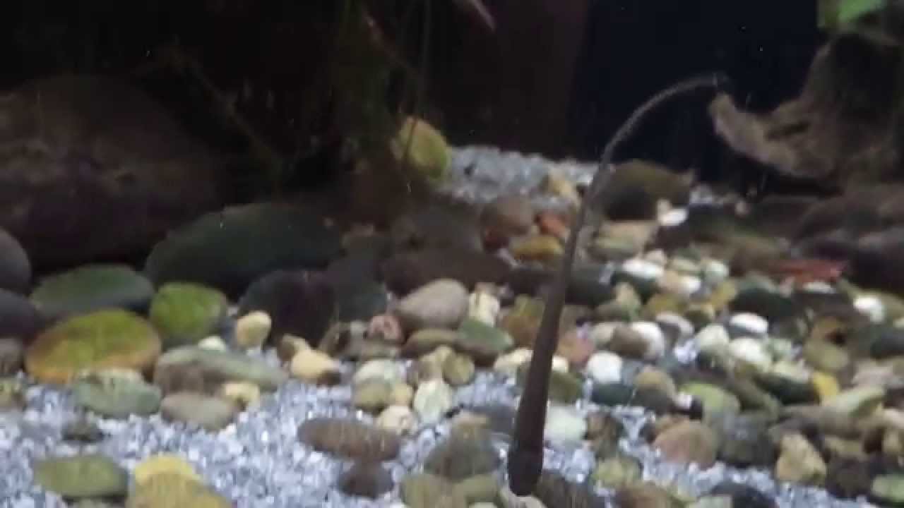 Knifefish Aquarium 2 YouTube