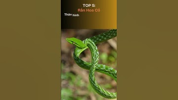 10 loài rắn Không ĐỘC Đẹp nhất ở Việt Nam mà bạn nên biết 🐍 #animals #dongvat #top #snake #shorts