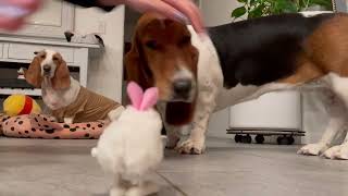 Basset hounds play with a wind up bunny toy! by Las Niñas Chaparras 461 views 1 year ago 3 minutes, 52 seconds