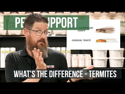 What Is The Difference Between Subterranean And Formosan Termites