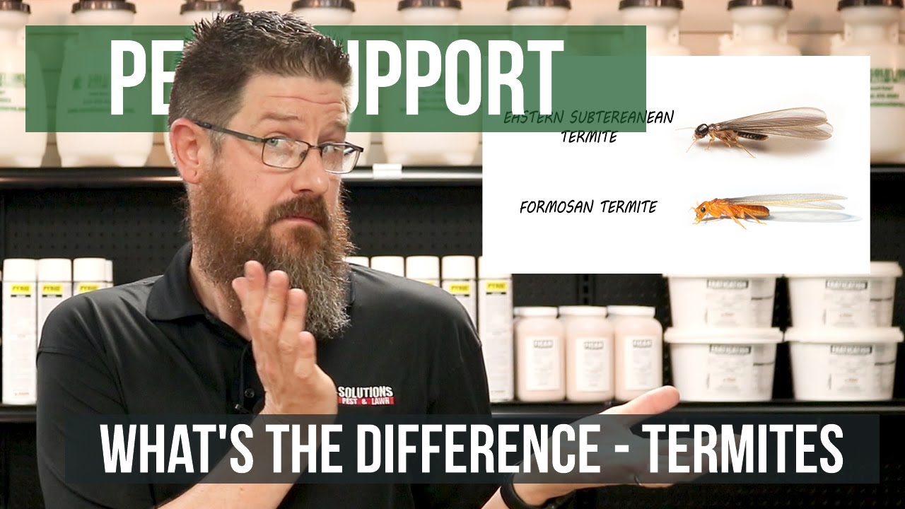 Eastern Subterranean Termite VS Formosan Termites | Pest Support - YouTube