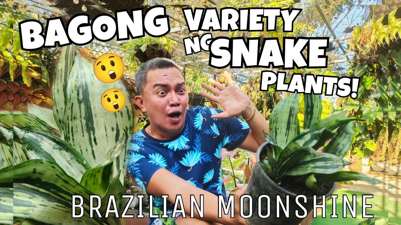 SNAKE PLANT BRAZILIAN MOONSHINE SANSEVIERIA | CARE TIPS & PROPAGATIONDS