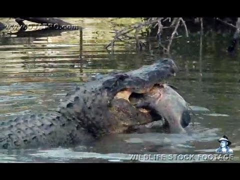 attack alligator vs