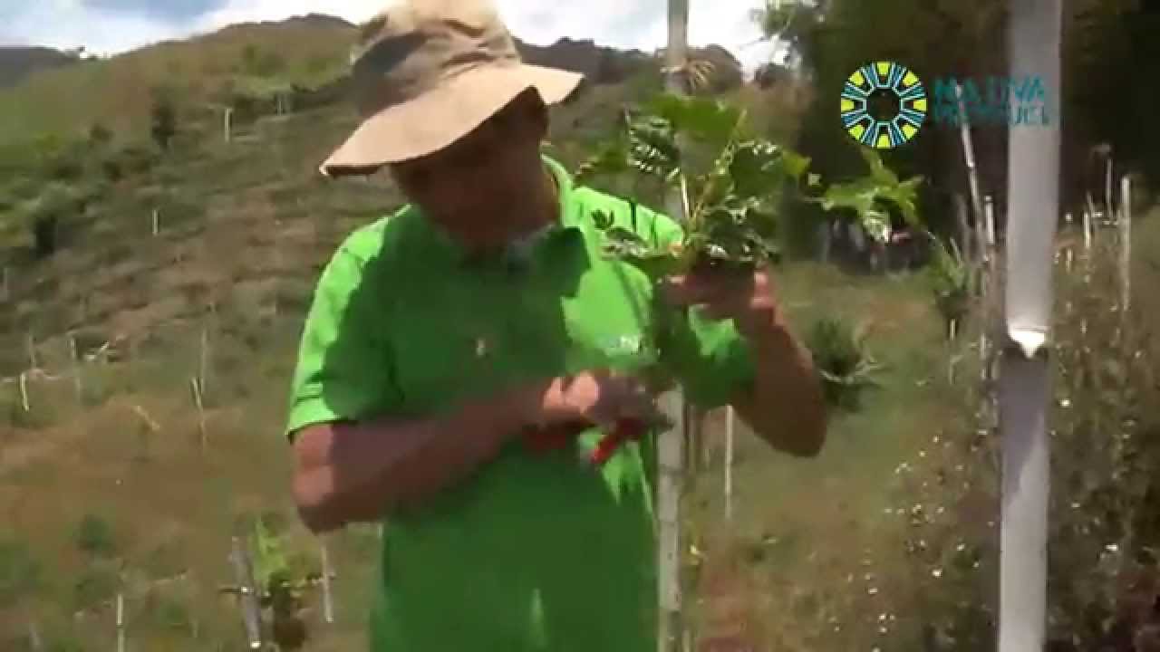 B.P.A. EN CULTIVO DE GULUPA -  www.nativeproduce.com