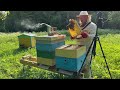 Как живут пчелы из-под пола в ульи. Пойманный рой - удивляет! #хочувдеревню #пчёлы