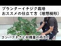 プランターイチジク栽培　理想樹形【コンパクトさと収穫量の両立】