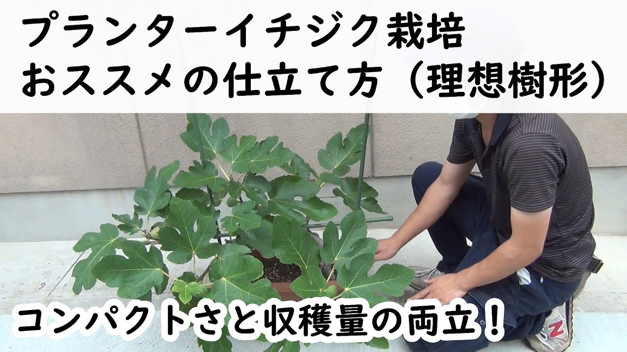 プランターイチジク栽培 理想樹形【コンパクトさと収穫量の両立
