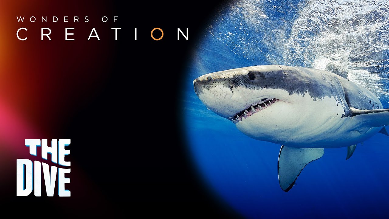 What are the Importance of Sharks in the ecosystem? #TheDiveph - YouTube