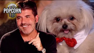Trip Hazard's PAWESOME Britain's Got Talent Audition! by Popcorn 2,163 views 1 day ago 3 minutes, 42 seconds