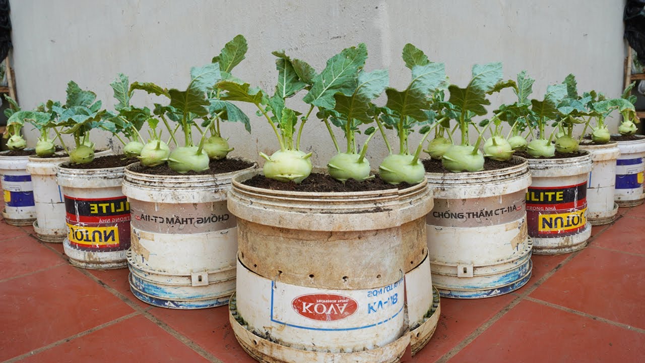 Here's how to grow kohlrabi for lots of tubers and easily at home