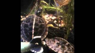 little eastern painted turtles doing mating dance