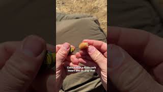 How to tie the Brazil 🇧🇷 nut rig!