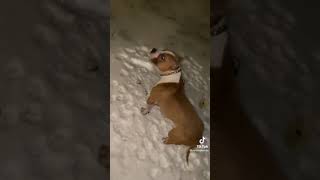 White People Dogs Vs Black People Dogs In The Snow Funny Youtube Video