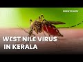 Kerala is on high alert as west nile virus cases reported from kozhikode thrissur malappuram