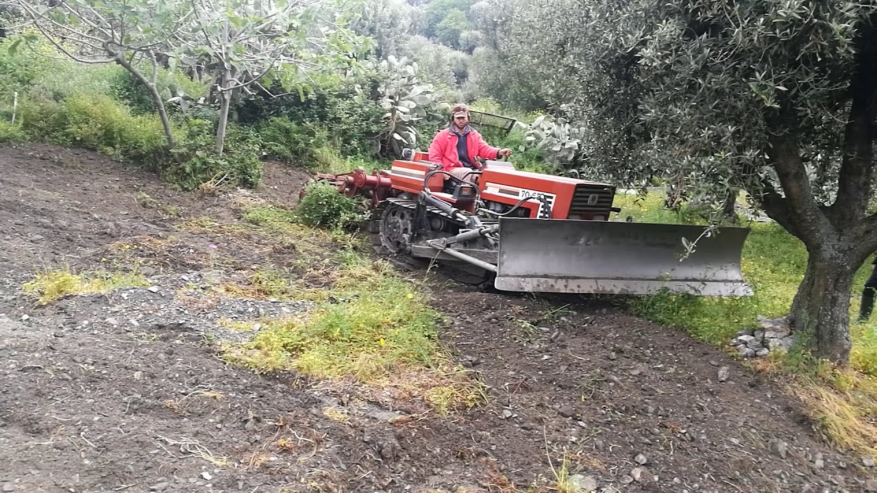 Vangatura ulivi con trattore fiatagri 70-65