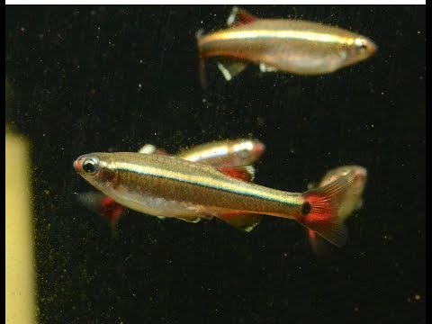 White Cloud Mountain Minnow, Tanichthys albonubes- Species