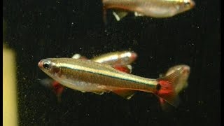 White Cloud Mountain Minnow, Tanichthys albonubes- Species Spotlight