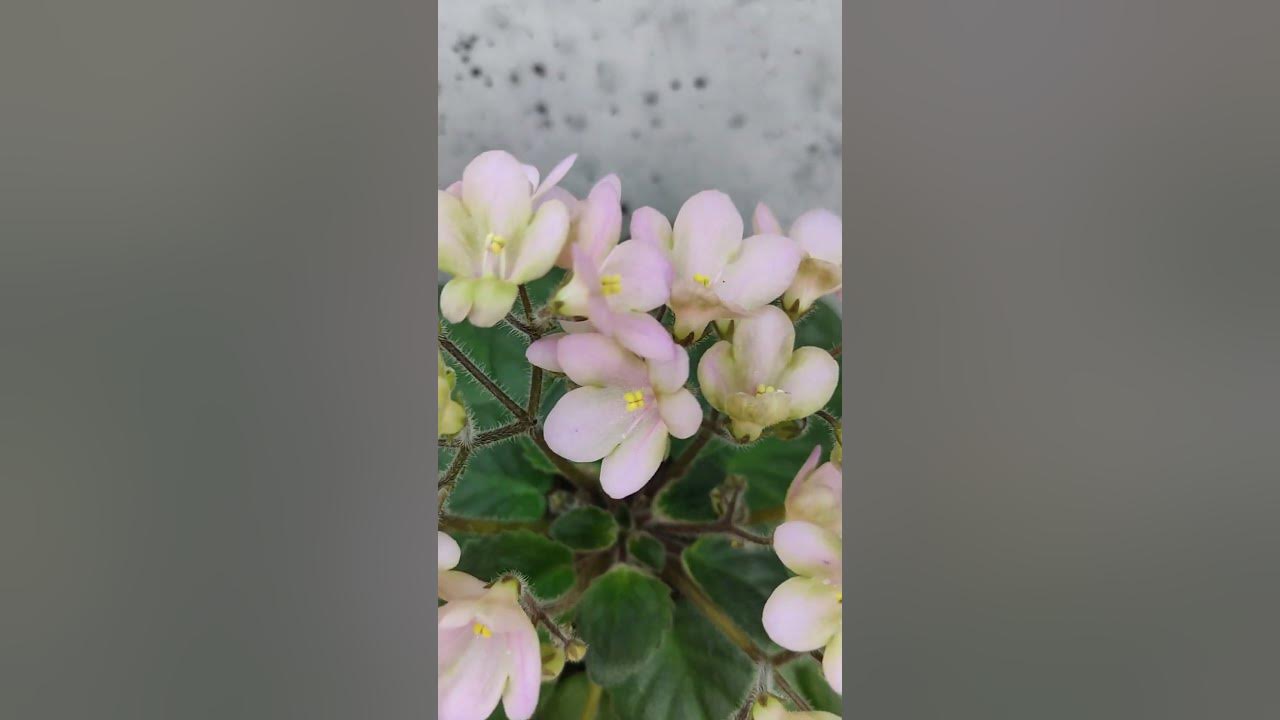 Фиалка Morgan's Sweet Patootie #flowers #цветы - YouTube