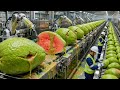 Guava Processing Plant: From Fresh Guavas to Sweet Pink Guava Nectar