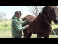 De Furring Horses & Cat - Removing Winter Fur & Hair - SleekEz Verses Rake/Blade