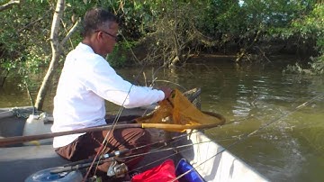 Udang galah sungai perak (teluk intan)