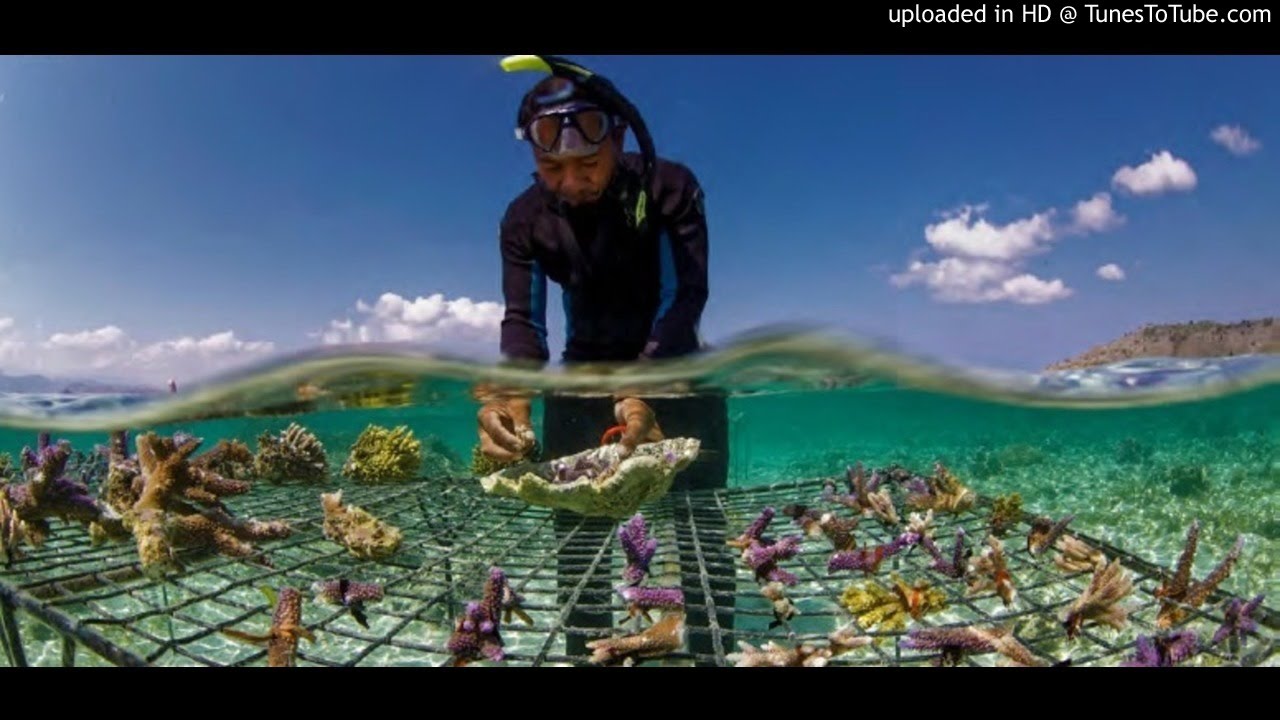Cultiver le corail  pour  l'aimer  et le protéger !