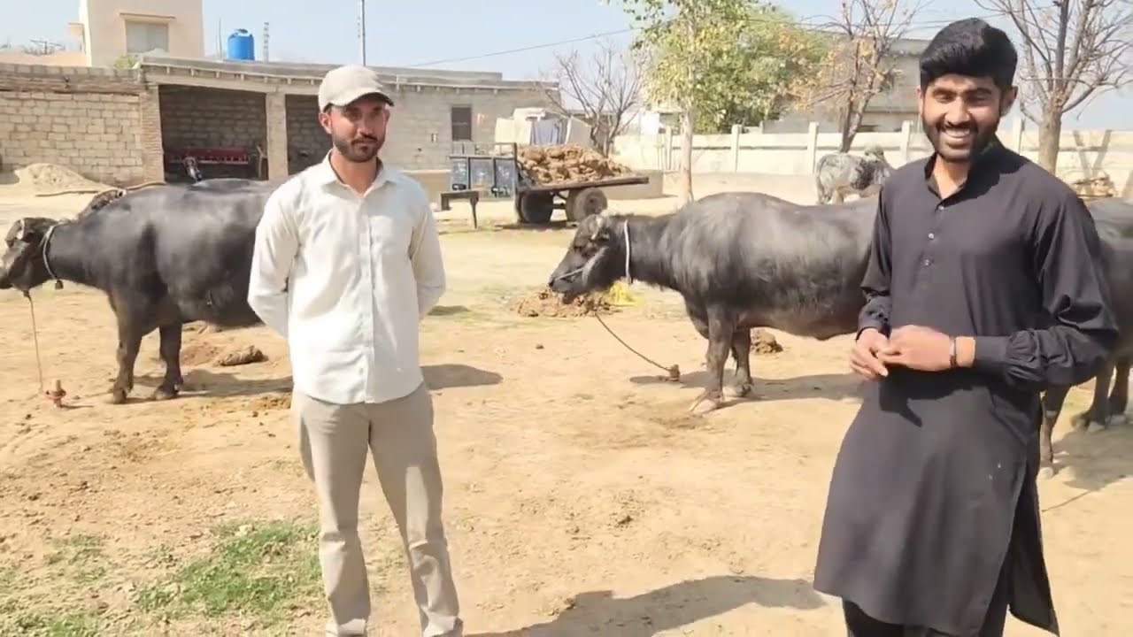 🐄 Cow Farming Tips Pakistan | Majid Bhai Ki Zubani 🐂 #cow 