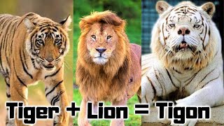 15 New Hybrid Animals Created Recently 15 New Hybrid Animals Created Recently