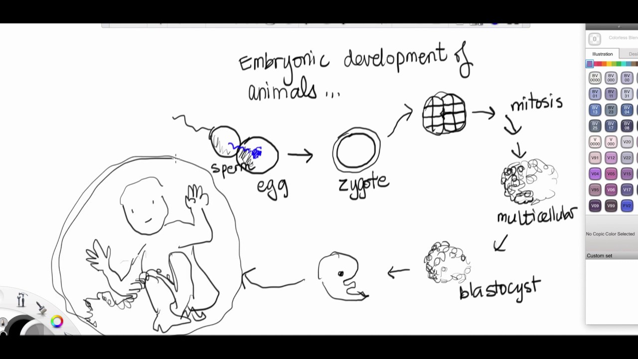 Protostomes Vs Deuterostomes