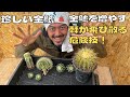 サボテン「金鯱」の珍しい品種をご紹介♪& 金鯱を増やす荒技に挑戦します