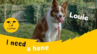 Louie the lovely Border Collie | Dogs Trust Kenilworth