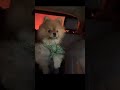 子供みたいに駄々こねる犬#ポメラニアン