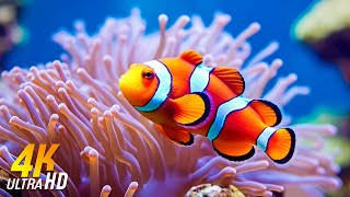 Aquarium 4K VIDEO (ULTRA HD) 🐠 Beautiful Coral Reef Fish - Relaxing Sleep Meditation Music #7