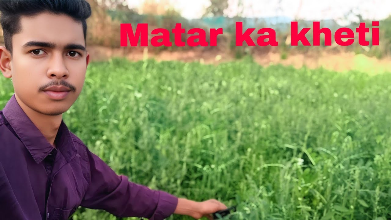 Matar ka fasal dekhe gaye 