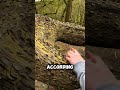 This tree is full of real coins — and nobody dares remove them 😳 #shorts