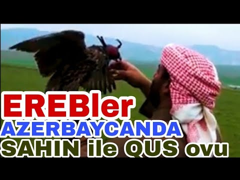 Erebler Nece Ov Edir? Ərəblər Azərbaycanda Quş ovu