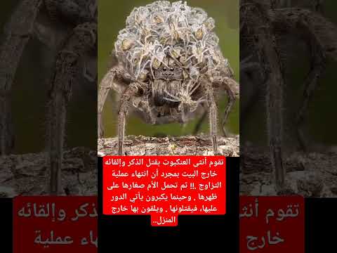 تقوم انثئ العنكبوت #اكسبلور #الرحمن #اكسبلور #automobile #لايك #النظافه #علم_النفس #المراه #اعتني
