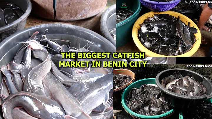 YANGAN CATFISH MARKET IN BENIN CITY