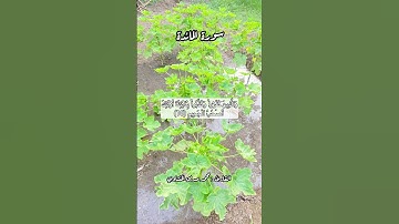 سورة المائدة ١٠ #قرآن #قرآن_كريم #quran #اكسبلور #قران #قران_كريم #قرأن