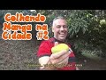 Colhendo manga na cidade #2