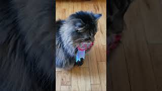 She doesn't like camera!#shortvideo #beautiful #kitty #cat #cute